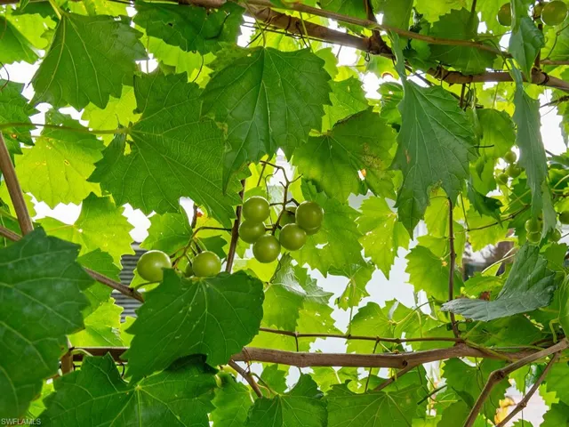 Grape vines in the covered area of the yard.