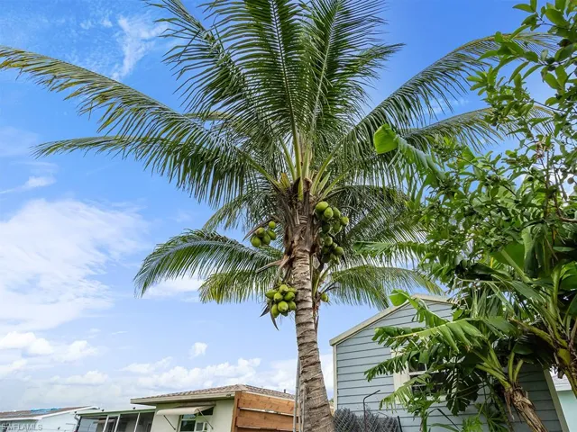 Coconut trees and palm trees in the yard.
