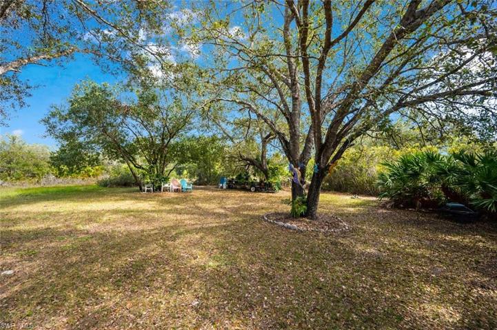 Back yard