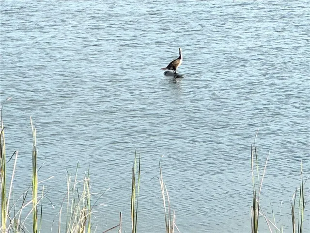Wildlife at Crystal Lake Park