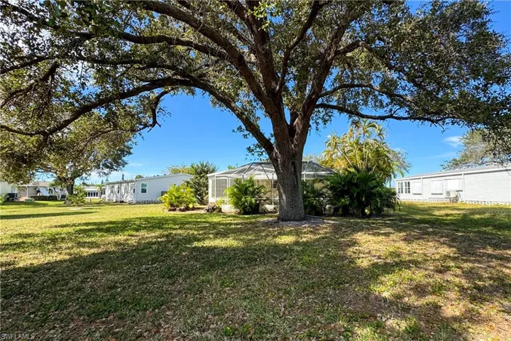 Mature oak in backyard