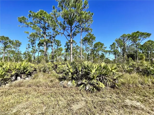 View of nature