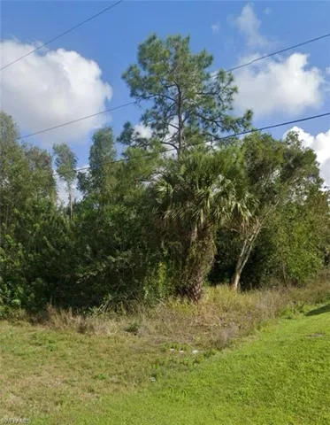 View of local wilderness