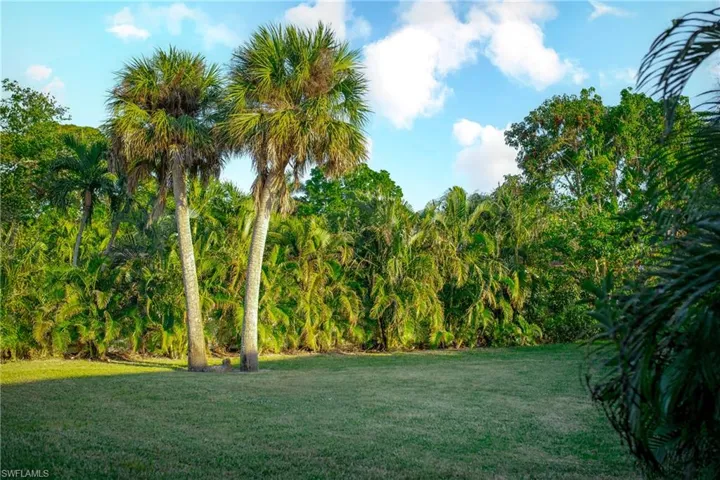 View of a back yard with majestic palm trees