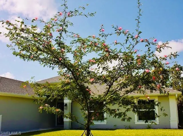 Pink Powder Puff Tree