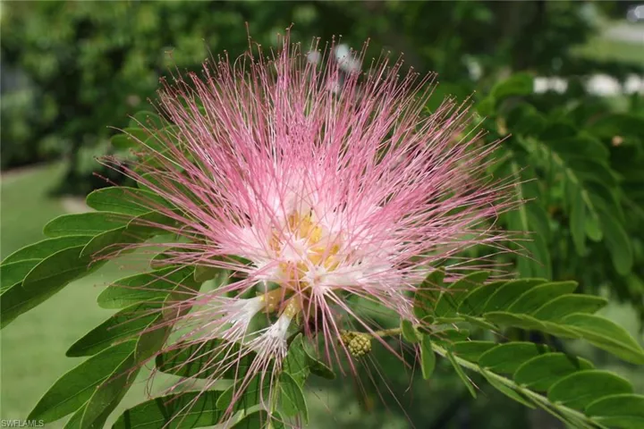 Close up of pink flower on front yard tree