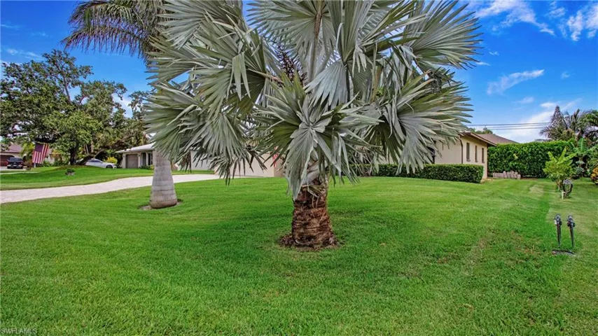 Majestic Bismarc Palm Tree