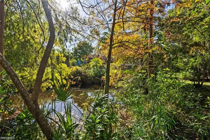 View of local wilderness
