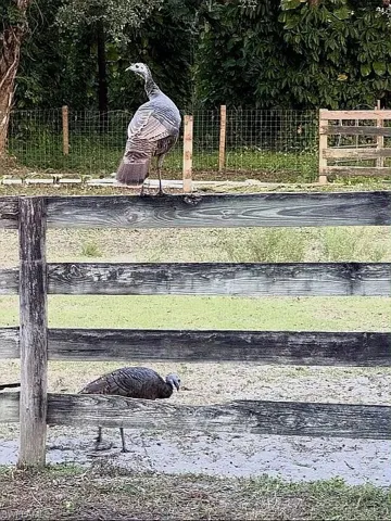 Turkeys, and Florida wildlife abound here