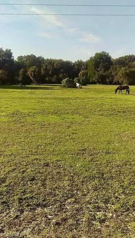 Grass pastures