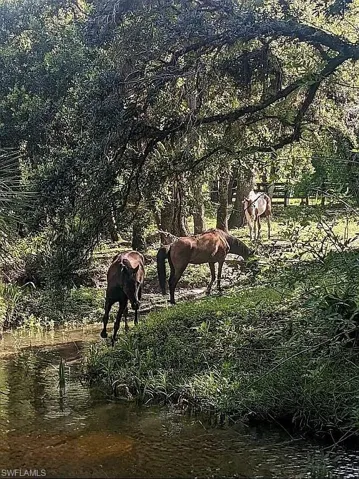 Horses drinking from creek