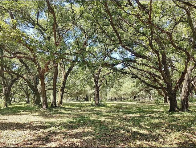Grand daddy oaks for shade