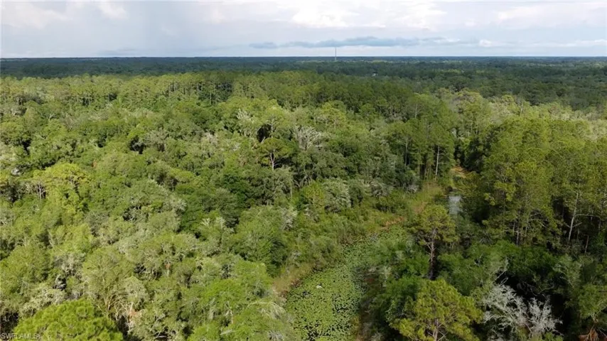 Expansive wooded acreage featuring a diverse canopy of mature trees and a natural water feature