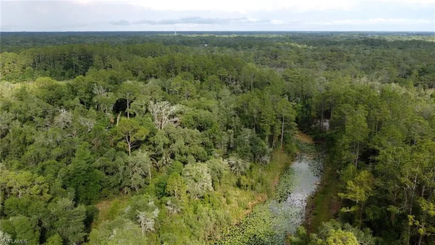 Expansive wooded acreage featuring diverse tree species and a natural water feature with lily pads