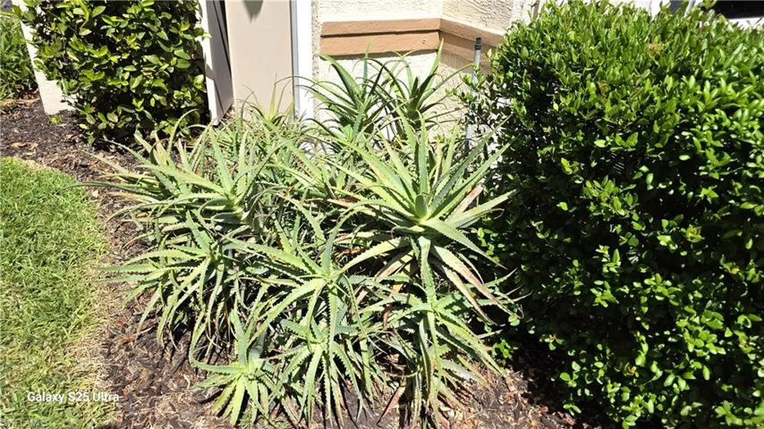 Your personal Aloe vera plant for your sunburns!