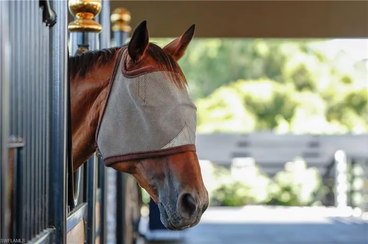 Content Horses in a Peaceful Setting