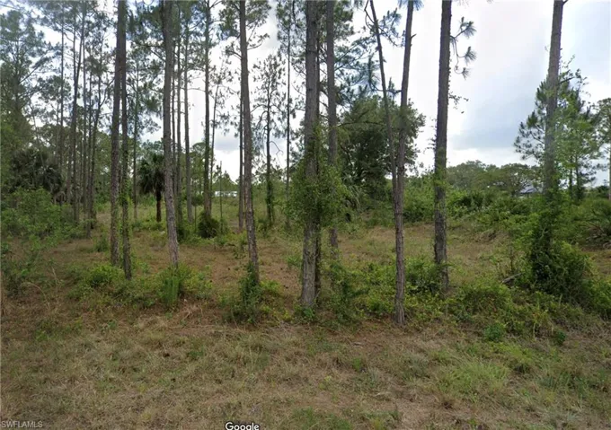 View of local wilderness