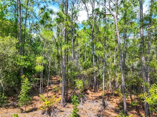 View of tree filled area