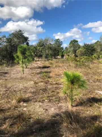 Open Space with plenty of Pine Trees