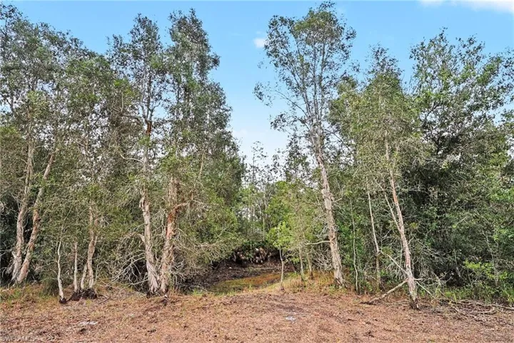 Wooded lot featuring mature trees and natural ground cover