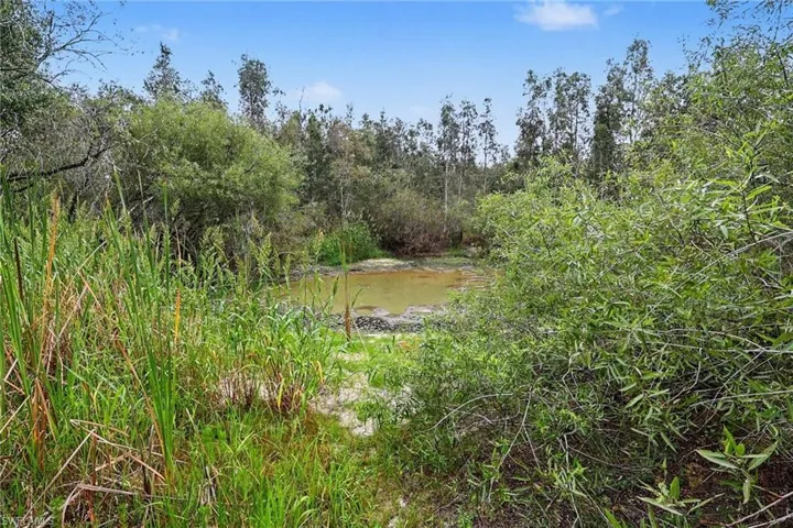 Natural water feature surrounded by dense, mature vegetation