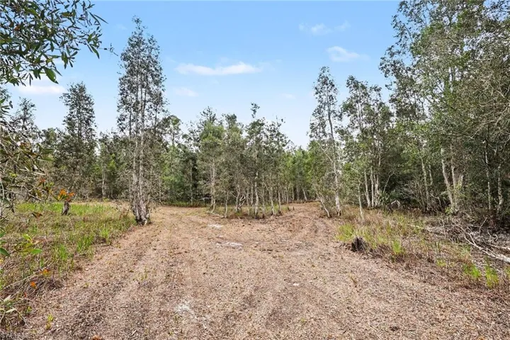 Expansive natural landscape featuring a clearing with a dirt path, surrounded by mature trees and varied foliage