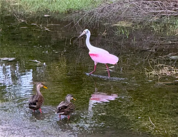 Rare spoonbill