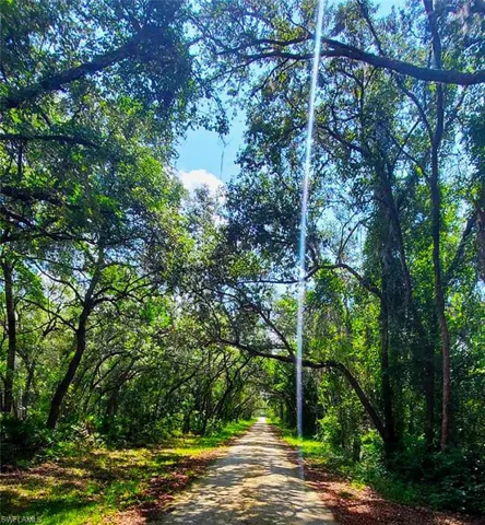 View of street featuring a forest view