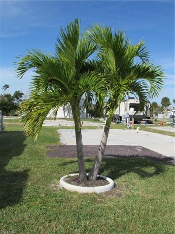 Complete with you own Palm Tree!