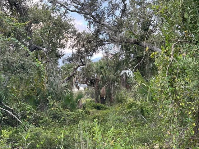 View of undeveloped land