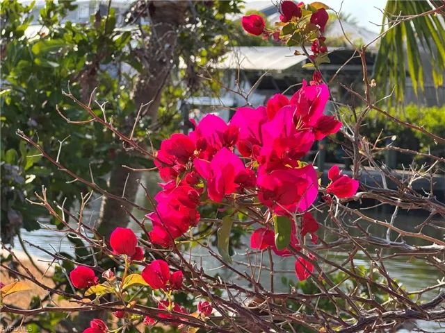 Bougainvillea near the canal.