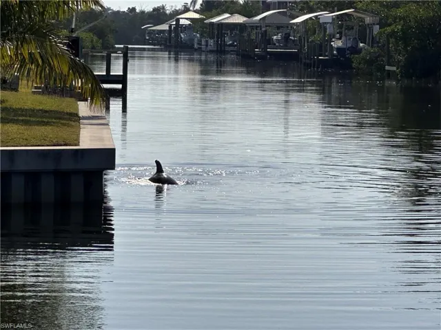 Watch the dolphins play in the canal.