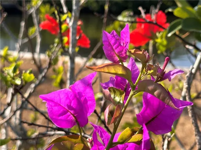 Bougainvillea and Hibiscus add color to the lot.