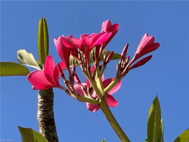 Beautiful mature  Plumeria tree.