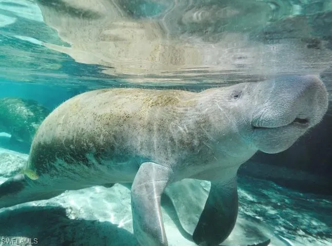 Manatee Park