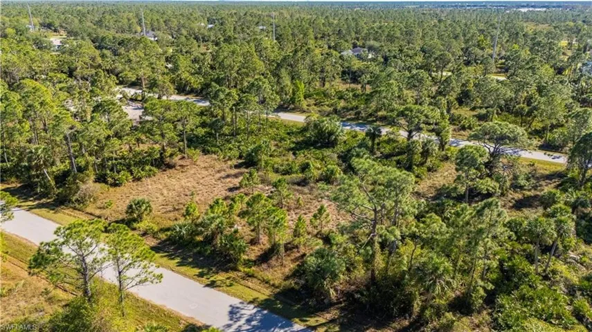 Aerial view of a forest