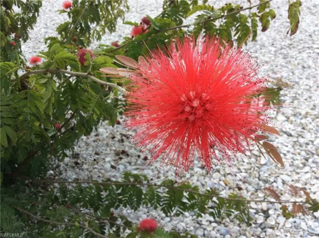So many blooming plants and trees all year round