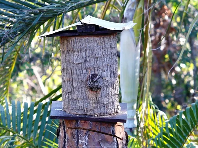 Screech owl resident.