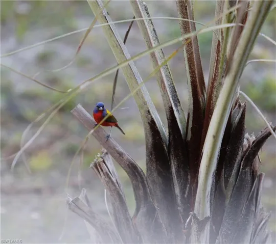 Painted buntings are frequent visitors.
