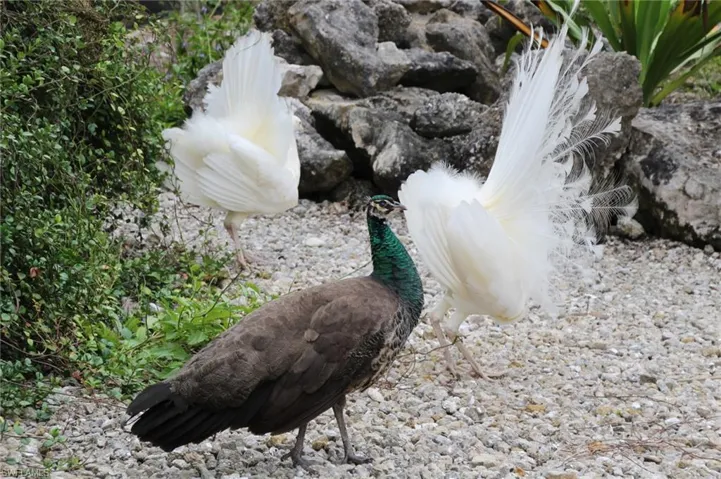 More visitors.
