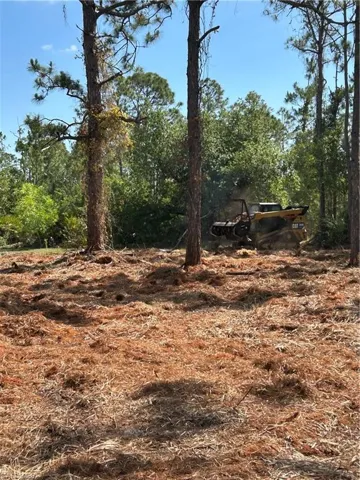 View of local wilderness