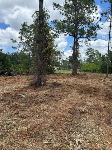 View of local wilderness