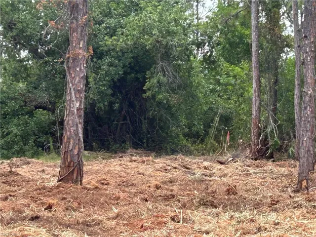 View of wooded area