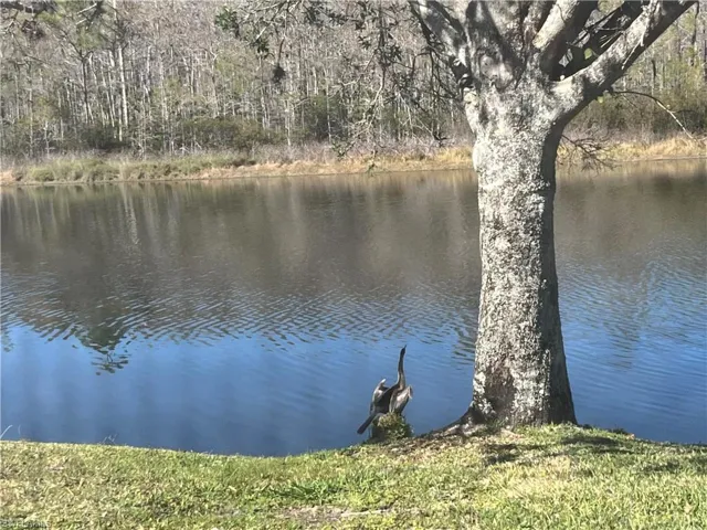 Water view featuring a heavily wooded area