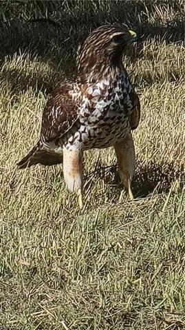 Local Island Wildlife