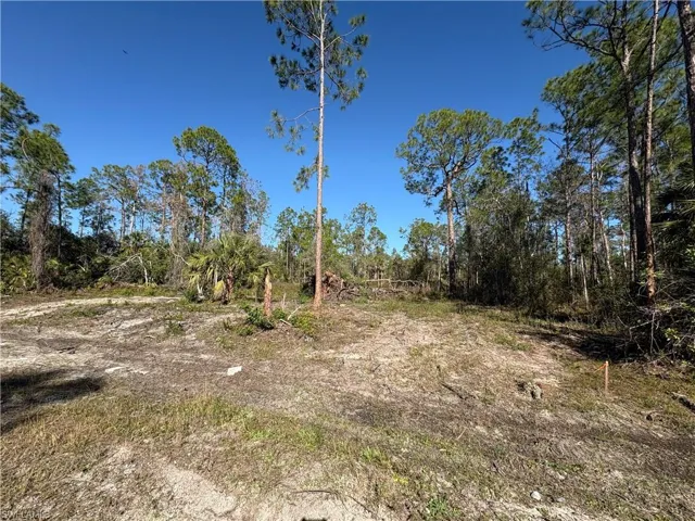 View of local wilderness
