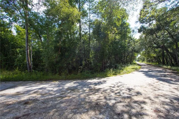 Unpaved road with natural ground cover and surrounding dense foliage