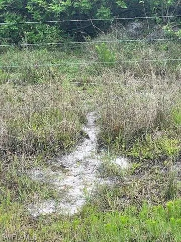 View of local wilderness