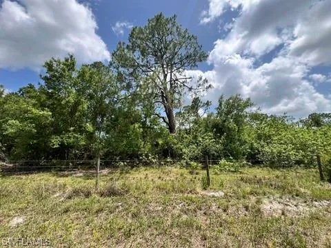 View of woods