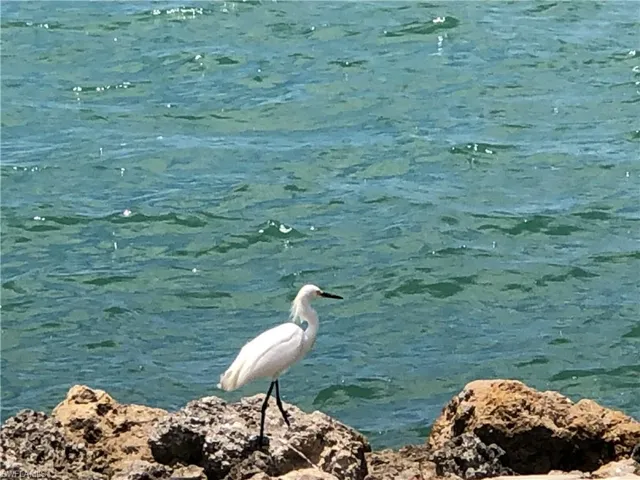 You don't need to go to Naples Zoo to explore the exotic birds.